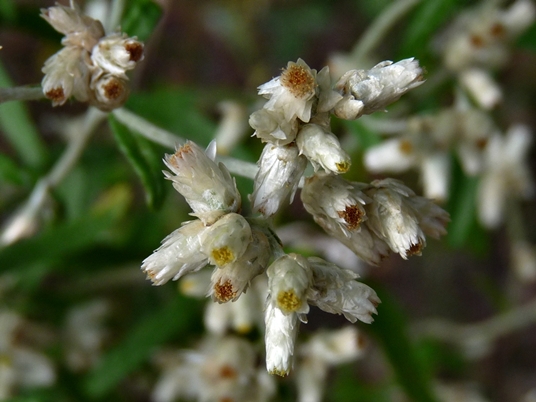 {Pseudognaphalium obtusifolium}